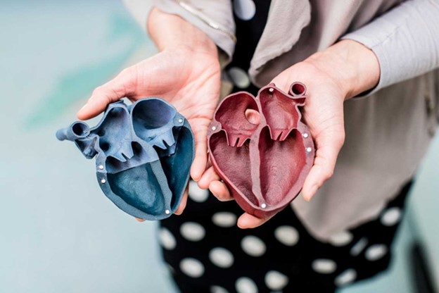 Photo of a woman's hands holding 3d-printed heart model.  