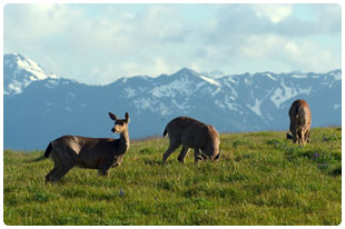 Hurricane Ridge